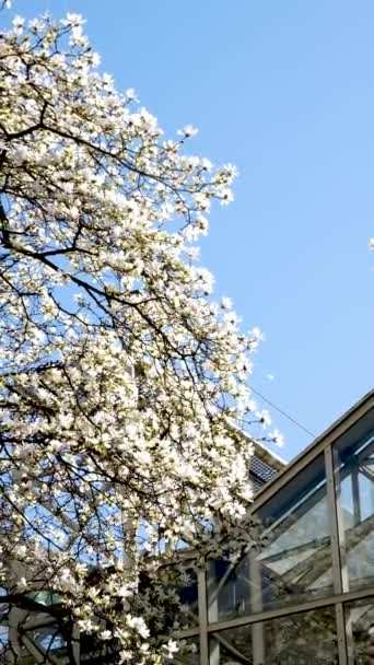 Splendid Lush Magnolia Flowers Sunlight Blue Sky Abstract Seasonal Background — Stock Video