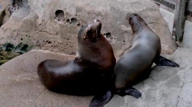 Kuzey kürklü fok balıkları fok yavruları annelerine tırmanıyor. Süt fokları kıyıda dinlenmek istiyor. Memeliler arasındaki aile ilişkileri, BC Vancouver Akvaryumu, Kanada