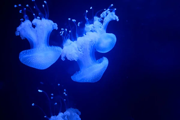 Цианея Капиллятная Львиная Медуза Обитает Холодных Бореальных Водах Арктики Северной — стоковое фото