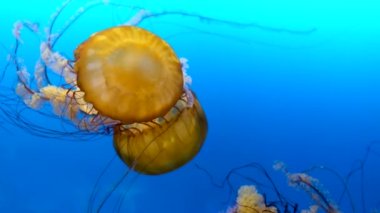 Fuoresan denizanaları su altında akvaryum havuzunda yüzüyor. Japon deniz ısırganları, akvaryumda mavi neon ışıklarıyla birlikte krisaora pasifica. Japon Deniz Nettle Vancouver Akvaryumu, BC, Kanada