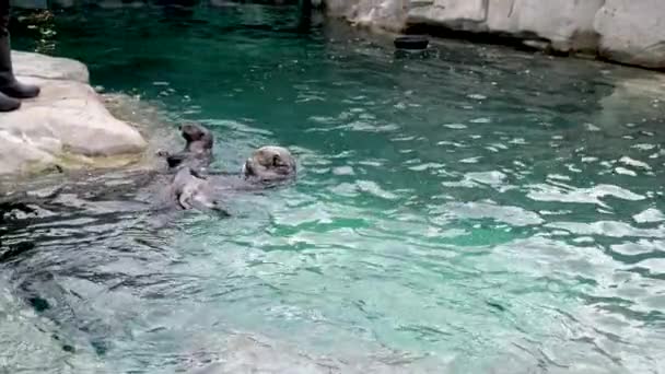 Zoo Workers Feed Fresh Fish Water Nutria Pets Swim Several — Stock Video