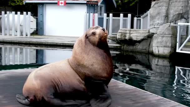 Große Robbe Zoo Sitzt Mitten See Erhobener Kopf Sieht Sich — Stockvideo