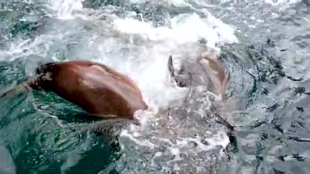漂亮的镜头海狮鱼在海里游泳 闭合镜头海狮鱼在水下游泳 海狮波德 海豹鱼 高质量的4K镜头 — 图库视频影像