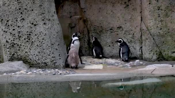 Shot African Penguins Belépő Víz Vancouver Akvárium Kanada — Stock videók