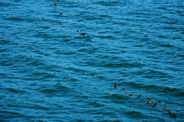Άγριες Πάπιες Κολυμπούν Στη Λίμνη Υψηλής Ποιότητας Φωτογραφία — Φωτογραφία Αρχείου