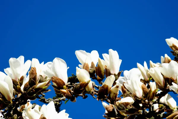 Flores Magnolia Yulan Están Flor Bajo Cielo Azul Nombre Científico — Foto de Stock