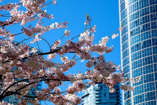 父亲和女儿在开花的树下散步 美丽的大自然人们在阳光明媚的日子喜欢公园 美丽的樱花在背景上 温哥华 不列颠哥伦比亚 加拿大 林大伟公园2023年4月 — 图库照片