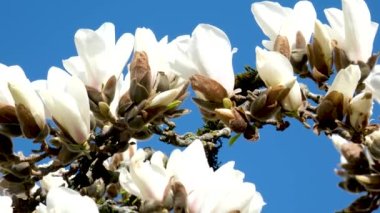Yulan manolya çiçekleri mavi gökyüzünün altında çiçek açıyor. Bilimsel adı Magnolia denudata. Yüksek kalite fotoğraf