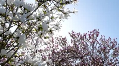 Yulan manolya çiçekleri mavi gökyüzünün altında çiçek açıyor. Bilimsel adı Magnolia denudata. Yüksek kalite fotoğraf