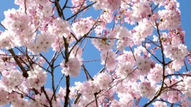 Baharda çiçek açan sakura çiçeklerinin yavaş çekimde yakın çekimi. Yüksek kaliteli FullHD görüntüler