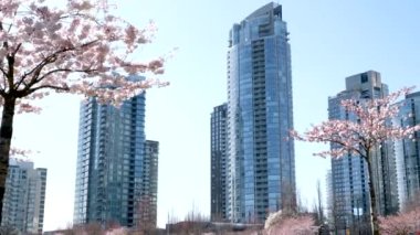 İlkbaharda tomurcuklanan yaprakları olan dal. Çeşmede büyüyen genç ağaç. Yakın plan. Ekolojik ve doğum kavramı. Kiraz çiçekleri, arılar nektar, hafif rüzgar ve doğa sesleri toplar.