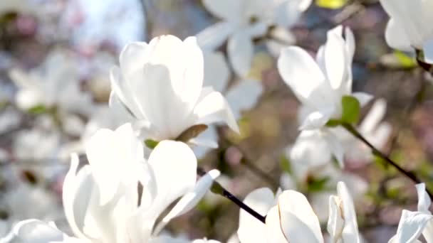 元マグノリアの花は青空の下で咲きます 学名はMagnolia Denudataです 高品質の写真 — ストック動画