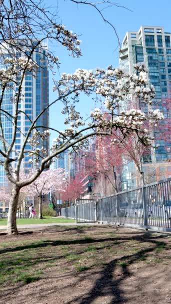 父亲和女儿在开花的树下散步 美丽的大自然人们在阳光明媚的日子喜欢公园 美丽的樱花在背景上 温哥华 不列颠哥伦比亚 加拿大 林大伟公园2023年4月 — 图库视频影像