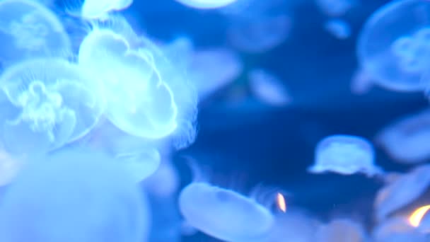 Animazione Alta Qualità Incandescente Blu Ciano Cosmico Gelatina Mare Meduse — Video Stock