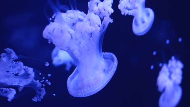 Yüksek Kalitede Parlayan Kozmik Cyan Mavi Denizanası Deniz Anası Huzur — Stok video
