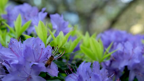 一种神奇的 低矮的常绿灌木 春天开着蓝色的花 它在阳光充足的地区茁壮成长 它被归类为矮杜鹃 非常小的叶子杜鹃蓝钻 — 图库视频影像