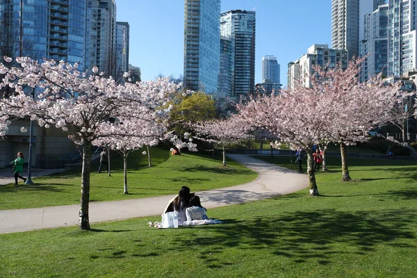 大都市にあるDavid Lam Park春桜の花高層ビルの雲のない明るい空歩行者を散歩カナダバンクーバー2023 — ストック写真