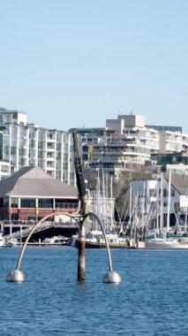 David Lam Park baharı büyük şehirde kiraz çiçekleri gökyüzünde bulutsuz parlak gökyüzü atletleri gökdelenlerde gezinen Kanada Vancouver 2023