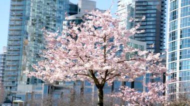 David Lam Park baharı büyük şehirde kiraz çiçekleri gökyüzünde bulutsuz parlak gökyüzü atletleri gökdelenlerde gezinen Kanada Vancouver 2023