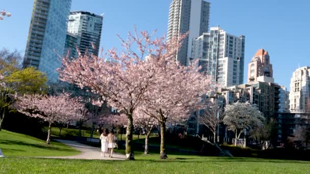 Девід Лам Парк Весна Великих Містах Цвіт Вишневого Цвіту Яскраве — стокове відео