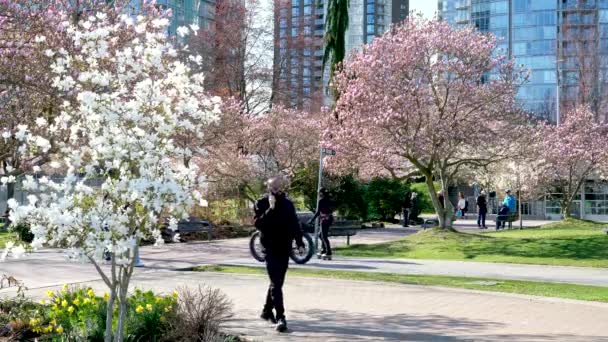 David Lam Park Baharı Büyük Şehirde Kiraz Çiçekleri Bulutsuz Parlak — Stok video