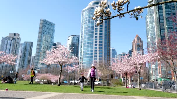 David Lam Park Baharı Büyük Şehirde Kiraz Çiçekleri Bulutsuz Parlak — Stok video
