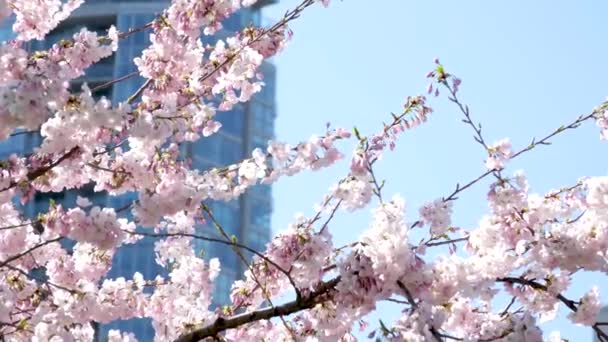 David Lam Park Baharı Büyük Şehirde Kiraz Çiçekleri Gökyüzünde Bulutsuz — Stok video