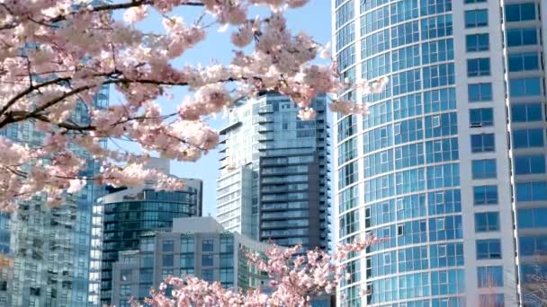 David Lam Park Frühling Der Großstadt Kirschblüten Heller Himmel Ohne — Stockvideo