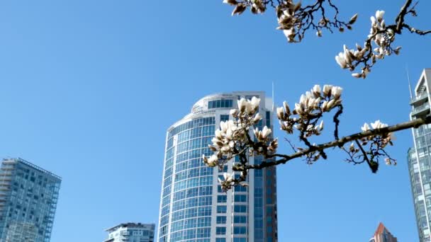 David Lam Park Baharı Büyük Şehirde Kiraz Çiçekleri Gökyüzünde Bulutsuz — Stok video