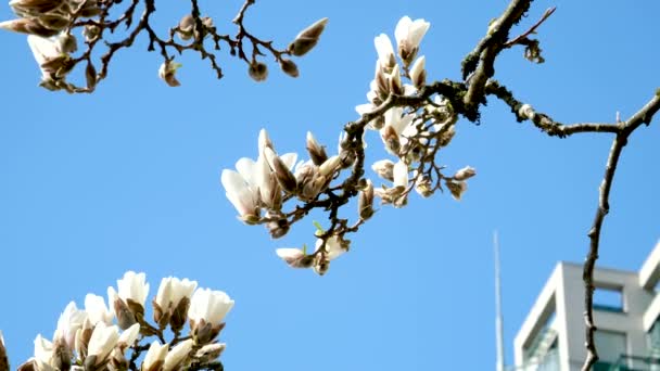 David Lam Park Spring Big City Cherry Blossoms Bright Sky — Stock Video