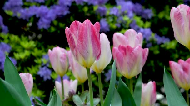 Jarní Květiny Tulipány Pozadí Malých Modrých Květin Keři Mnoho Světlé — Stock video