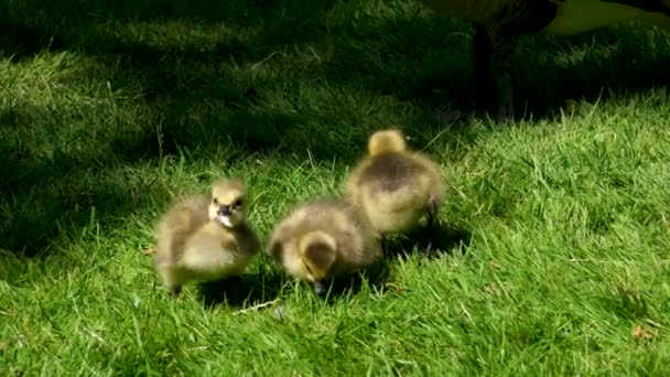 カナダの3匹のガチョウの雛は 草の中に座っているくちばしの小さな新しく生まれた動物の鳥とそれを引き裂こうとしているパンを見つけました — ストック動画