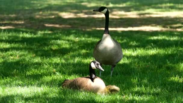 Family Canadian Geese Grass Father Goose Stands Looking Out Danger — Stock Video
