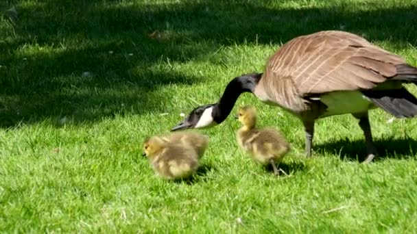 カナダのガチョウの女性は子孫を守るストレッチ首を前に慎重に小さな雛の近くを歩くふわふわの羽新生児の鳥は緑の芝生の上を歩くと注意してください世話をする — ストック動画