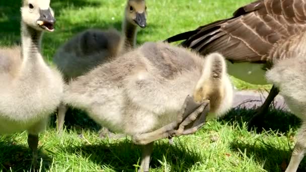 カナダガチョウの足を閉じる小さな赤ちゃんが羽を掻いている緑の芝生の上を歩く鳥の羽を掃除しているパンを噛もうとしているだけで窒息するのは難しいあなたが鳥を養うことができない街を歩く — ストック動画