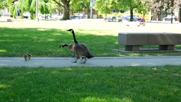 大都市の鳥への道を横断する3匹の赤ちゃんの雛を持つ公園内の男性と女性の散歩カナダ2023 — ストック動画