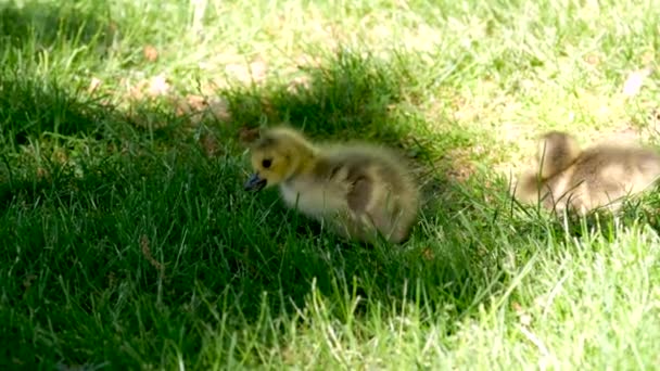 Two Little Chicks Green Grass Learn Walk Canadian Goose Brood — стокове відео