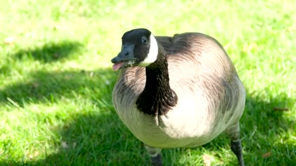 Get Food Big Goose Eats Piece Bread Food Stuck Palate — Αρχείο Βίντεο