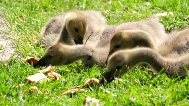 加拿大鹅的幼鹅加拿大鹅的幼鹅吃面包躺在草地上吞食难吃的大块肉四只鸟喂食小心不要在公园喂食动物加拿大温哥华为小鸡吃面包很危险 — 图库视频影像