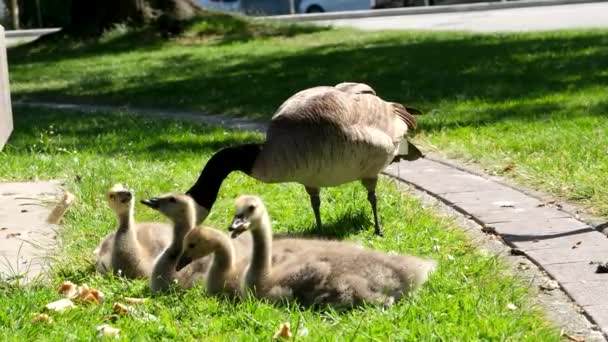 オスカナダのガチョウと4羽の雛大人の若い鳥がパンを食べるランチディナーの人々は動物を養うバンクーバーカナダ鳥のケア — ストック動画