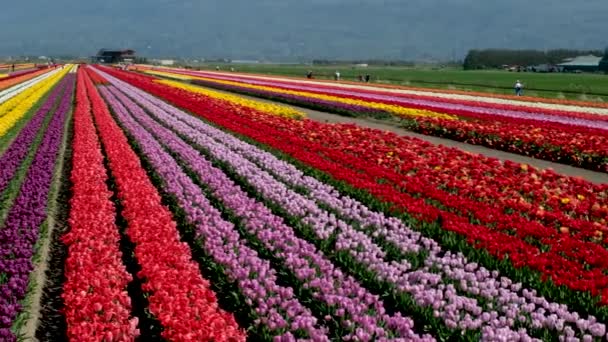 Красивое Огромное Поле Разноцветными Тюльпанами Оставляя Горах Канады Ванкувер Красота — стоковое видео