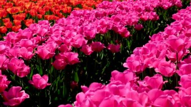 Pembe Zafer laleleri Tulipa Carola Nisan 'da bahçede çiçek açtı