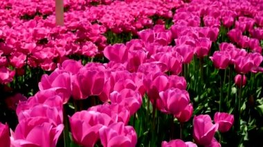 Pembe Zafer laleleri Tulipa Carola Nisan 'da bahçede çiçek açtı