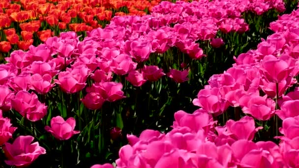 Rosa Triumph Tulpen Tulipa Carola Blühen April Garten — Stockvideo