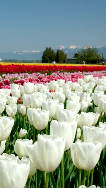 Řady Bílých Tulipánů Zahradním Istanbulu Vysoce Kvalitní Plechovky Double White — Stock video