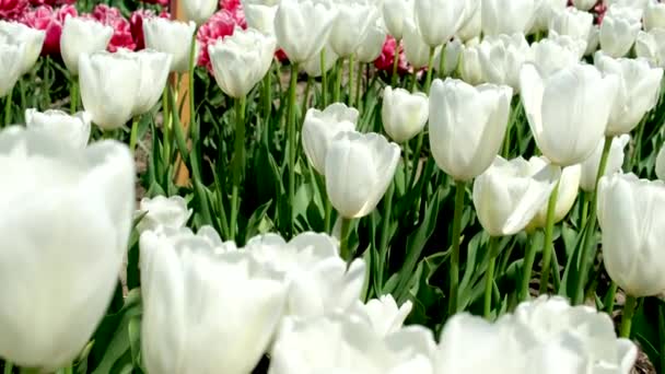 Ряды Белых Тюльпанов Саду Istanbul Двойные Белые Тюльпаны Высокого Качества — стоковое видео