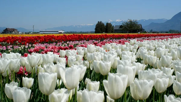 Ряды Белых Тюльпанов Саду Istanbul Двойные Белые Тюльпаны Высокого Качества — стоковое фото