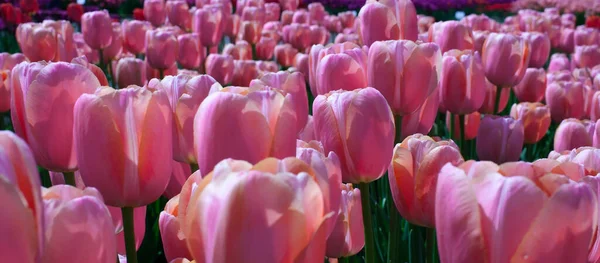 Roze Tulpen Een Donkere Houten Achtergrond Hoge Kwaliteit Foto — Stockfoto