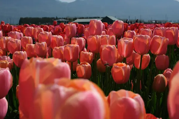 Nederlandse Tulpen Nederland Hoge Kwaliteit Foto — Stockfoto