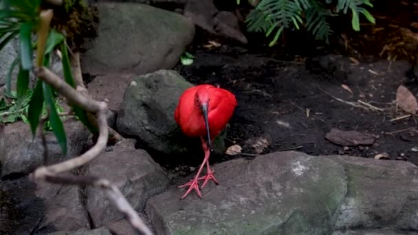 Kızıl Ibis Eudocimus Ruber Threskiornithidae Familyasından Bir Aynak Türüdür Tropikal — Stok video